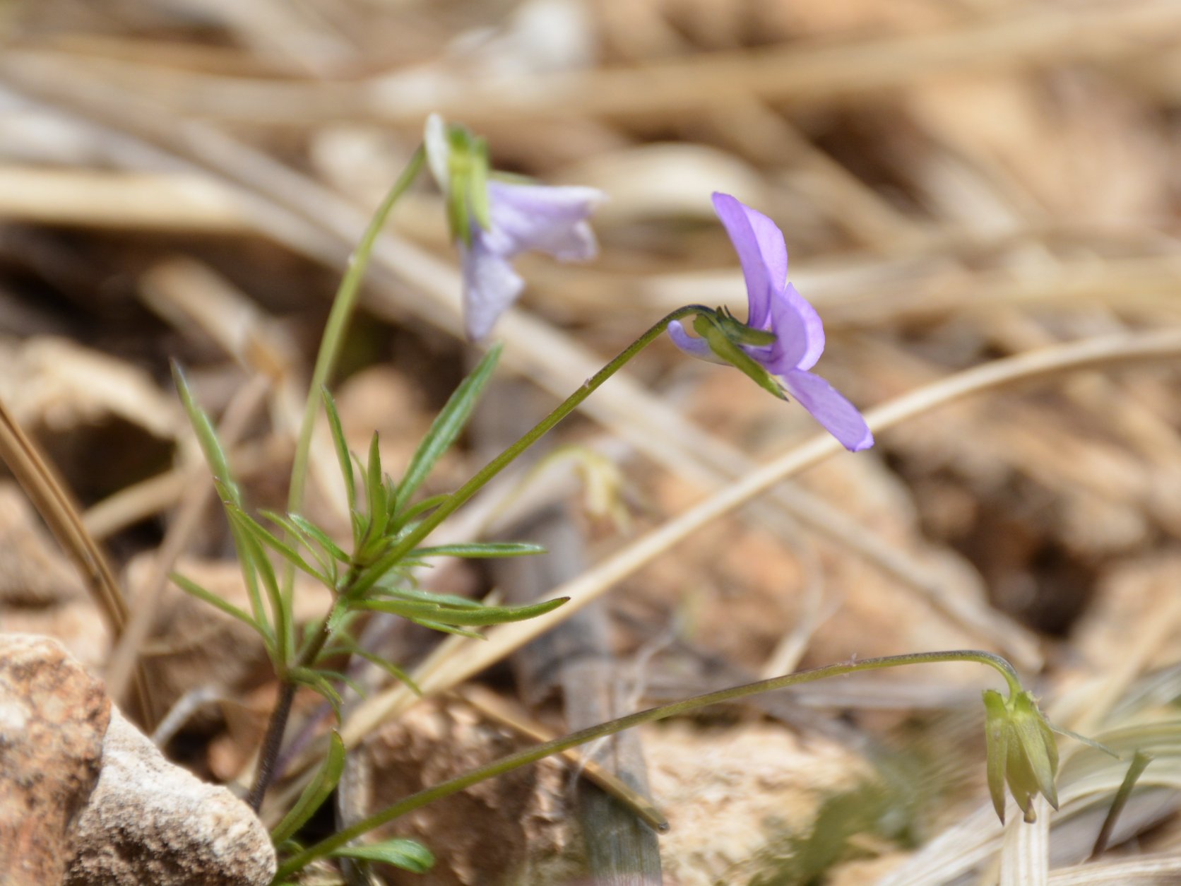 Quale viola? Viola dubyana